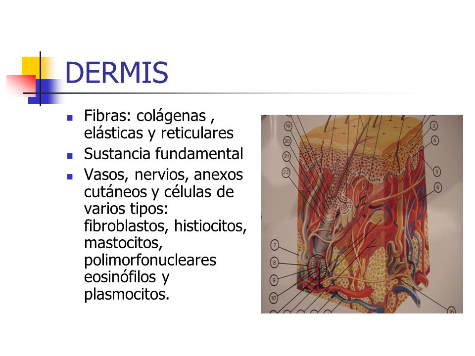 DERMIS Fibras: colágenas , elásticas y reticulares