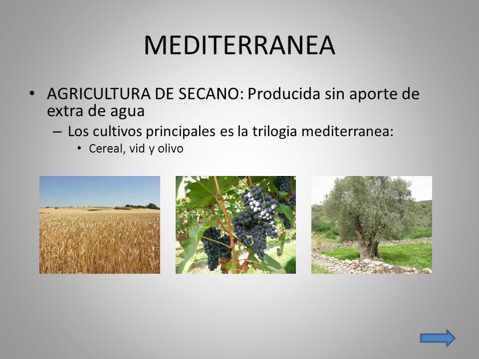 MEDITERRANEA AGRICULTURA DE SECANO: Producida sin aporte de extra de agua. Los cultivos principales es la trilogia mediterranea: