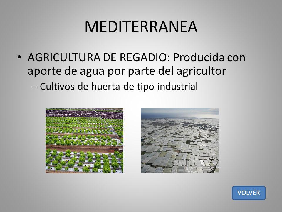 MEDITERRANEA AGRICULTURA DE REGADIO: Producida con aporte de agua por parte del agricultor. Cultivos de huerta de tipo industrial.