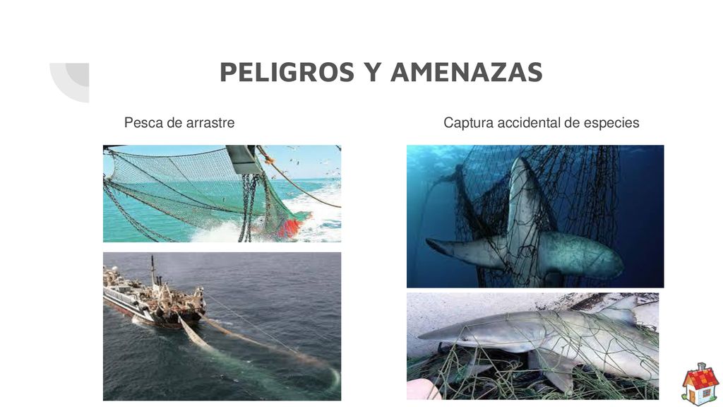 PELIGROS Y AMENAZAS Pesca de arrastre Captura accidental de especies