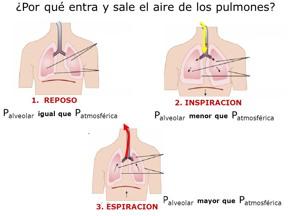 ¿Por qué entra y sale el aire de los pulmones