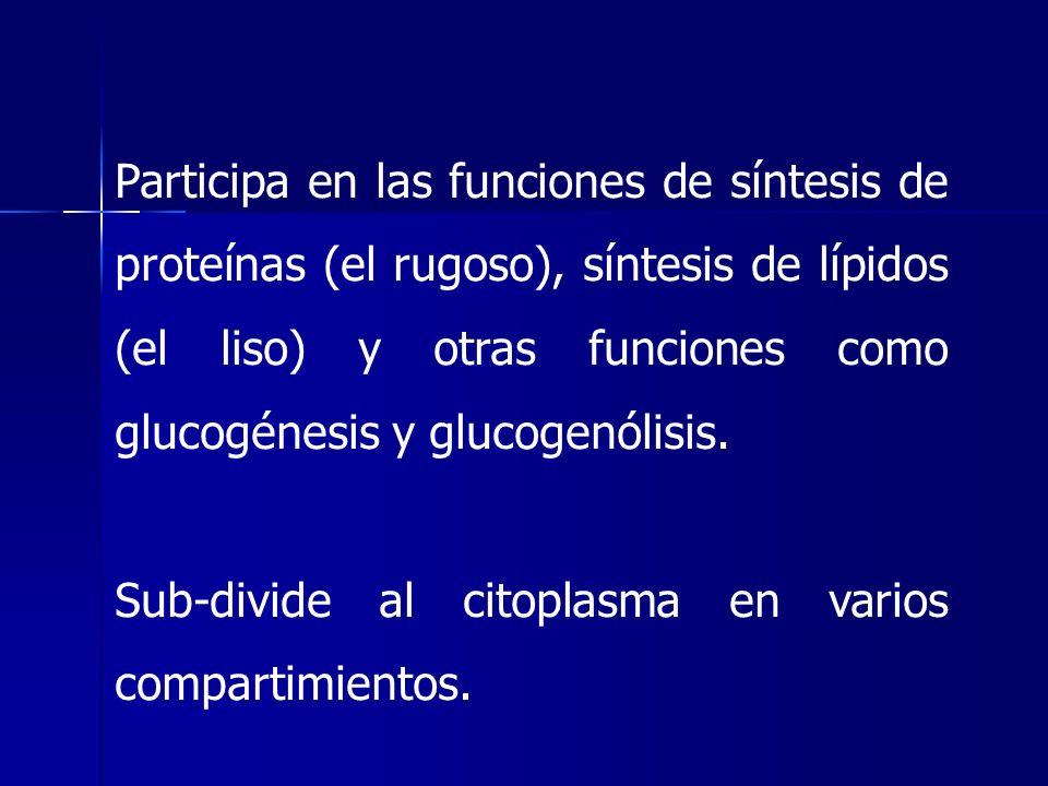 Participa en las funciones de síntesis de proteínas (el rugoso), síntesis de lípidos (el liso) y otras funciones como glucogénesis y glucogenólisis.