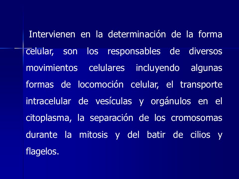 Intervienen en la determinación de la forma celular, son los responsables de diversos movimientos celulares incluyendo algunas formas de locomoción celular, el transporte intracelular de vesículas y orgánulos en el citoplasma, la separación de los cromosomas durante la mitosis y del batir de cilios y flagelos.
