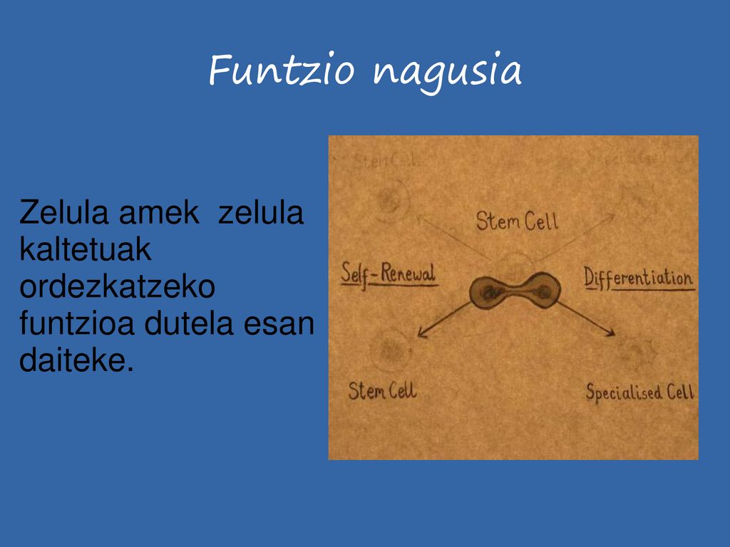 Funtzio nagusia Zelula amek zelula kaltetuak ordezkatzeko funtzioa dutela esan daiteke.