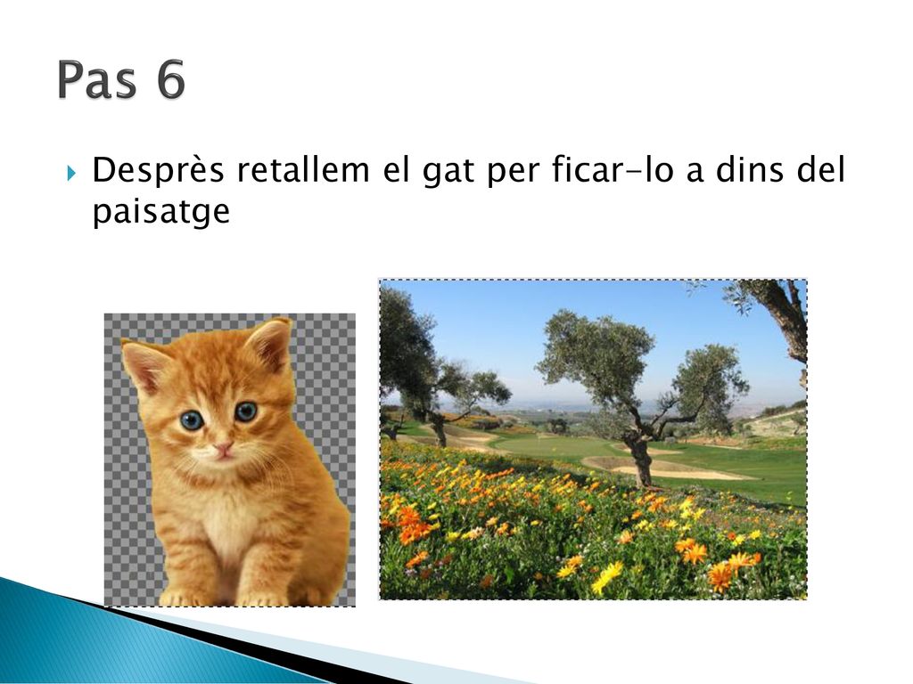 Pas 6 Desprès retallem el gat per ficar-lo a dins del paisatge