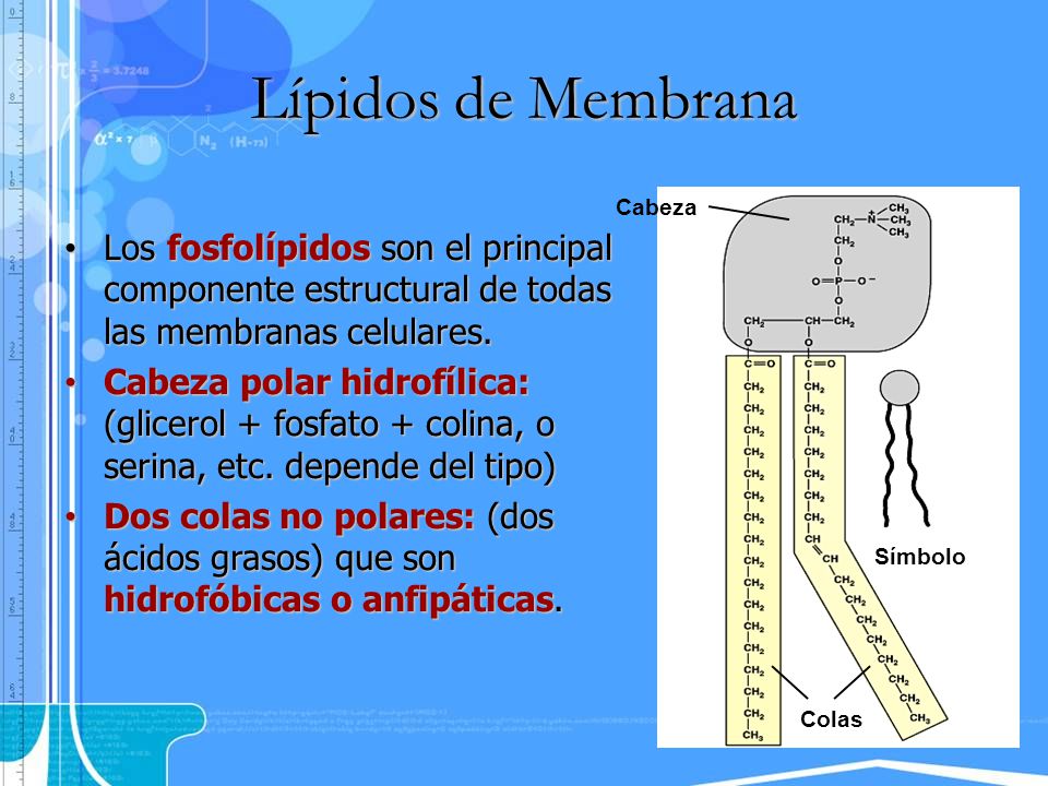 Lípidos de Membrana Cabeza. Símbolo. Colas. Los fosfolípidos son el principal componente estructural de todas las membranas celulares.