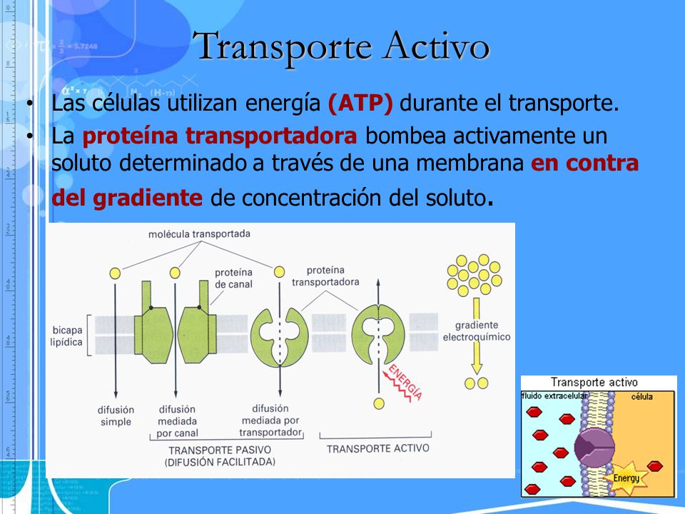Transporte Activo Las células utilizan energía (ATP) durante el transporte.