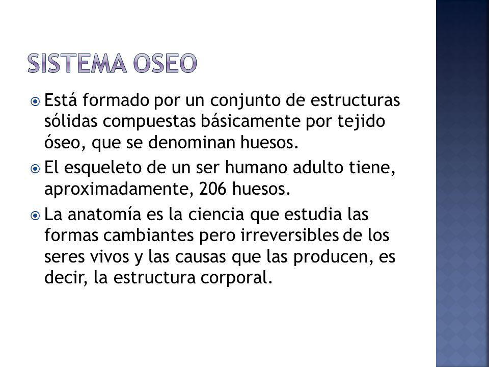 SISTEMA OSEO Está formado por un conjunto de estructuras sólidas compuestas básicamente por tejido óseo, que se denominan huesos.