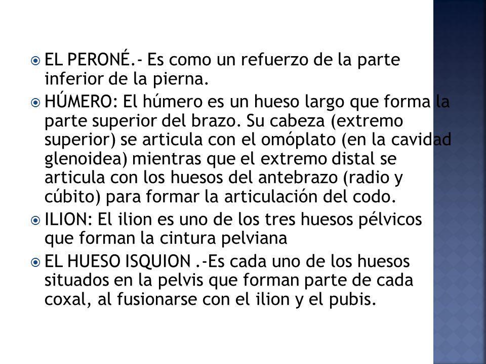 EL PERONÉ.- Es como un refuerzo de la parte inferior de la pierna.
