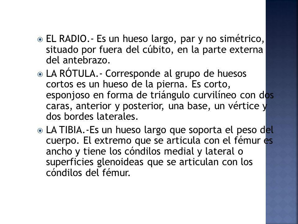 EL RADIO.- Es un hueso largo, par y no simétrico, situado por fuera del cúbito, en la parte externa del antebrazo.