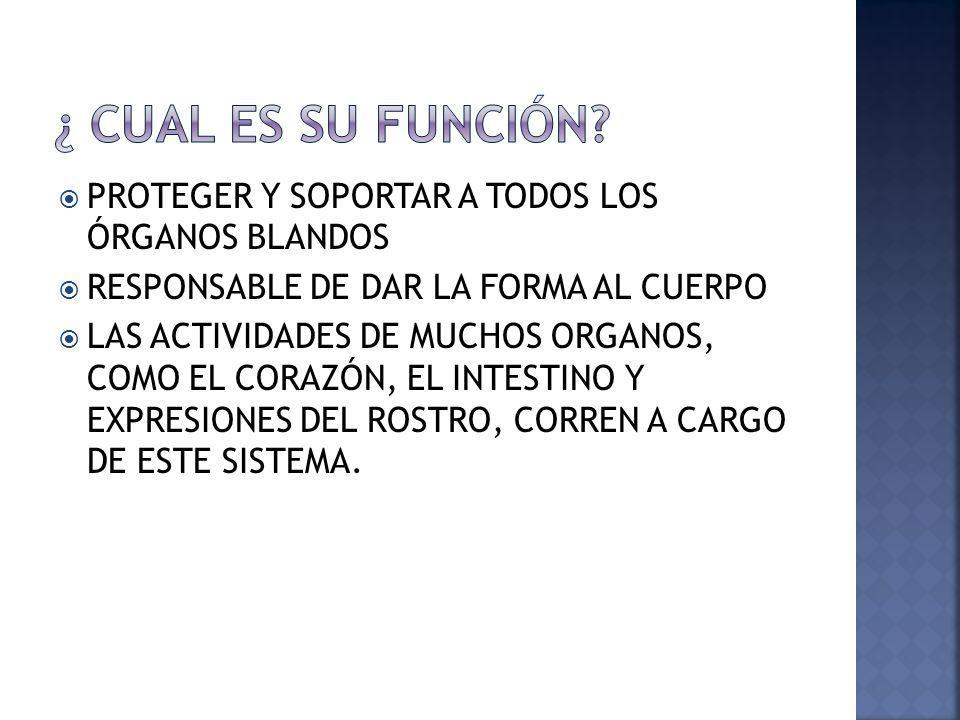 ¿ CUAL ES SU FUNCIÓN PROTEGER Y SOPORTAR A TODOS LOS ÓRGANOS BLANDOS