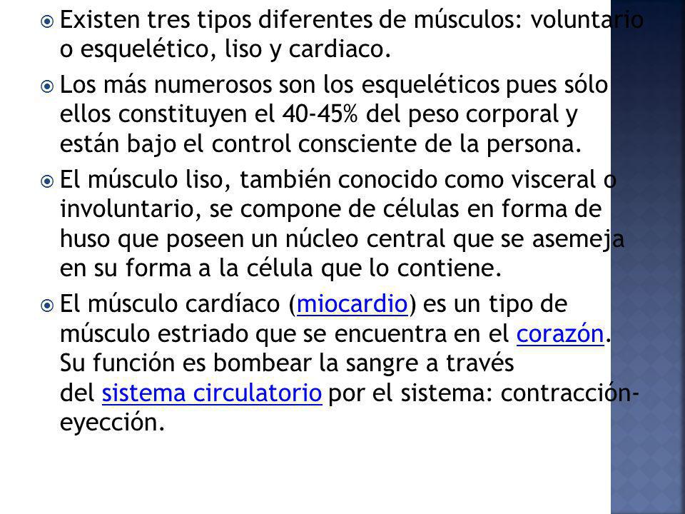 Existen tres tipos diferentes de músculos: voluntario o esquelético, liso y cardiaco.