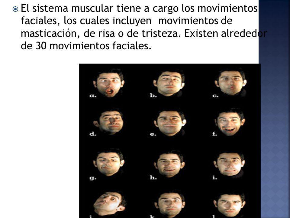 El sistema muscular tiene a cargo los movimientos faciales, los cuales incluyen movimientos de masticación, de risa o de tristeza.