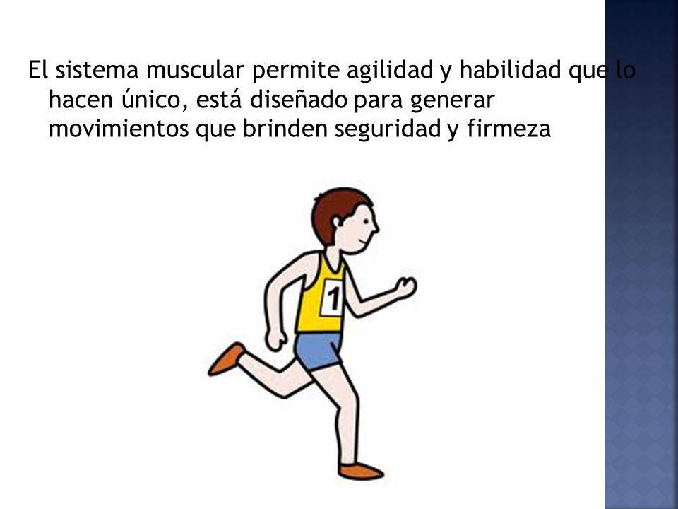 El sistema muscular permite agilidad y habilidad que lo hacen único, está diseñado para generar movimientos que brinden seguridad y firmeza