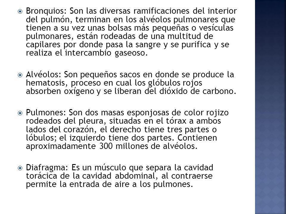 Bronquios: Son las diversas ramificaciones del interior del pulmón, terminan en los alvéolos pulmonares que tienen a su vez unas bolsas más pequeñas o vesículas pulmonares, están rodeadas de una multitud de capilares por donde pasa la sangre y se purifica y se realiza el intercambio gaseoso.