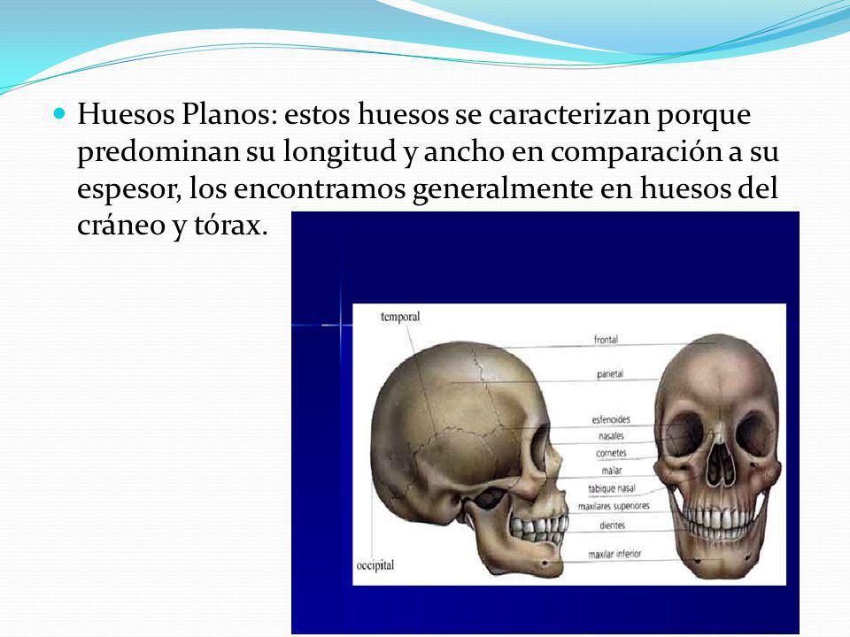 Huesos Planos: estos huesos se caracterizan porque predominan su longitud y ancho en comparación a su espesor, los encontramos generalmente en huesos del cráneo y tórax.