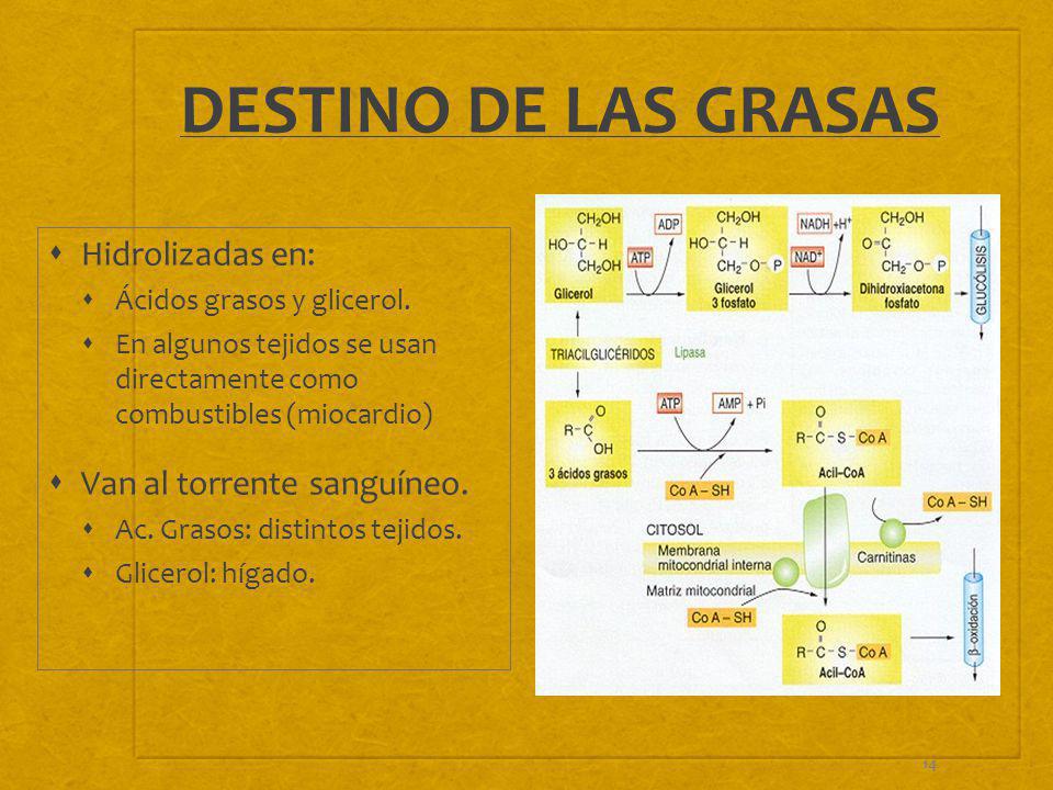 DESTINO DE LAS GRASAS Hidrolizadas en: Van al torrente sanguíneo.