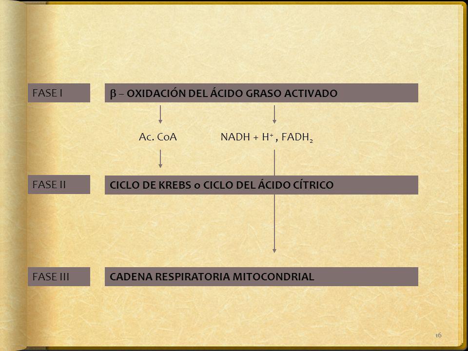 FASE I b – OXIDACIÓN DEL ÁCIDO GRASO ACTIVADO. Ac. CoA. NADH + H+ , FADH2. FASE II. CICLO DE KREBS o CICLO DEL ÁCIDO CÍTRICO.