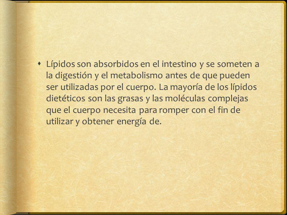 Lípidos son absorbidos en el intestino y se someten a la digestión y el metabolismo antes de que pueden ser utilizadas por el cuerpo.