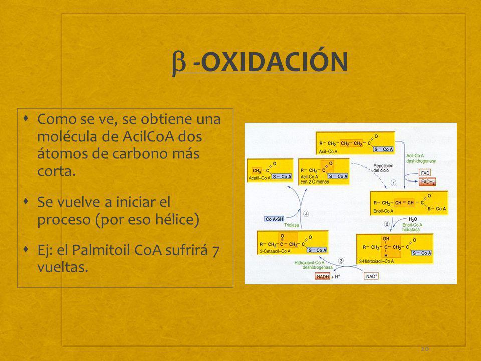 b -OXIDACIÓN Como se ve, se obtiene una molécula de AcilCoA dos átomos de carbono más corta. Se vuelve a iniciar el proceso (por eso hélice)