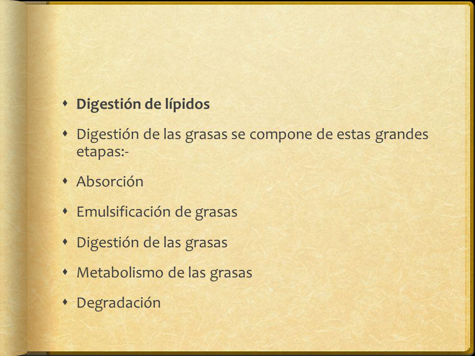 Digestión de lípidos Digestión de las grasas se compone de estas grandes etapas:- Absorción. Emulsificación de grasas.