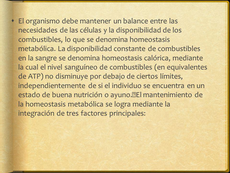 El organismo debe mantener un balance entre las necesidades de las células y la disponibilidad de los combustibles, lo que se denomina homeostasis metabólica.