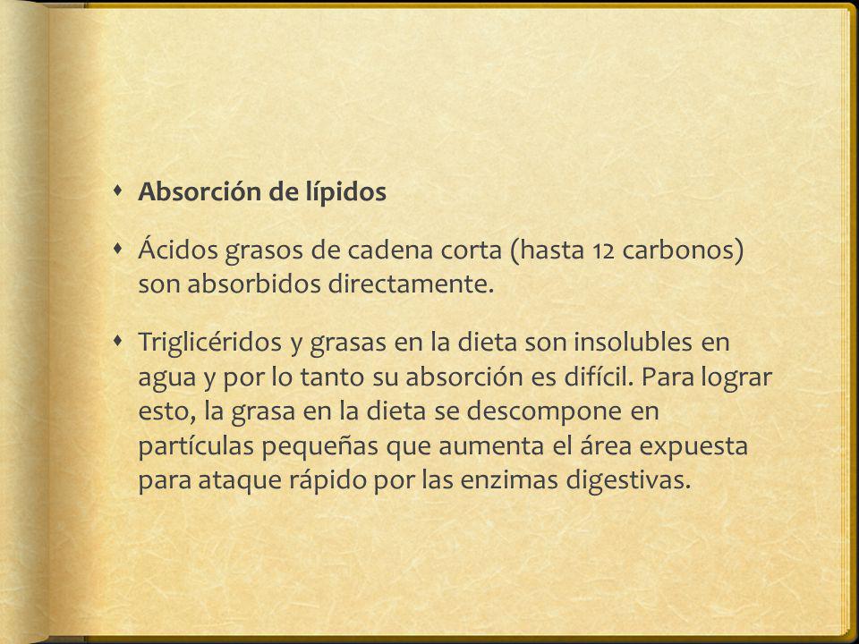 Absorción de lípidos Ácidos grasos de cadena corta (hasta 12 carbonos) son absorbidos directamente.
