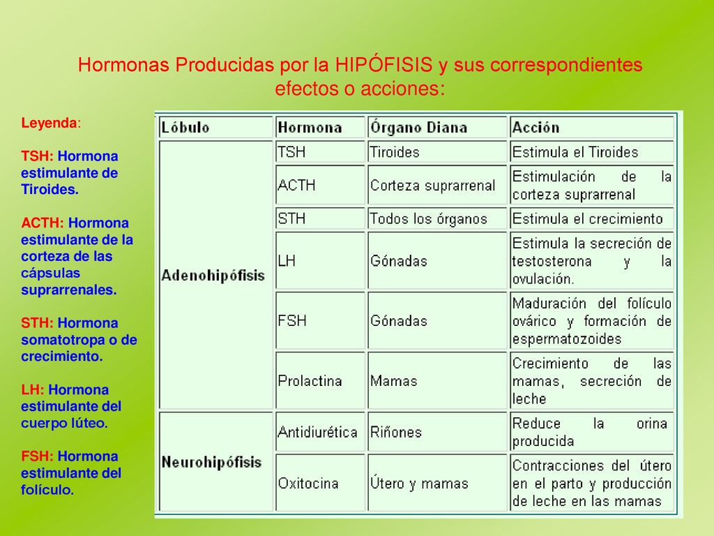 Hormonas Producidas por la HIPÓFISIS y sus correspondientes efectos o acciones: