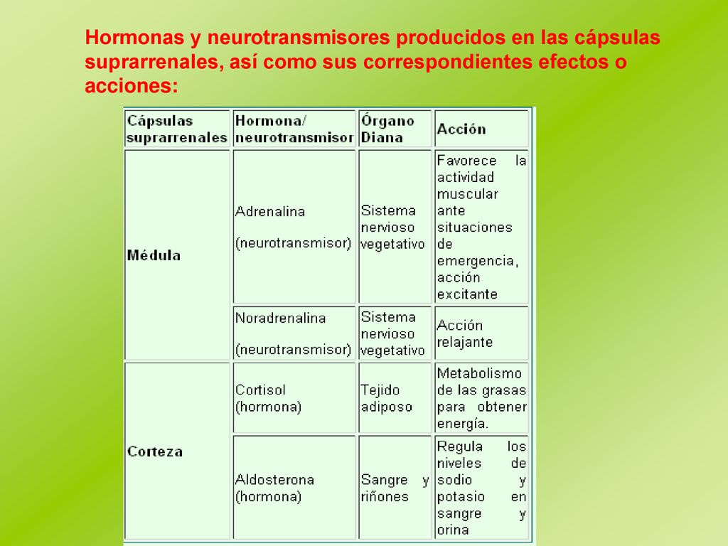 Hormonas y neurotransmisores producidos en las cápsulas suprarrenales, así como sus correspondientes efectos o acciones: