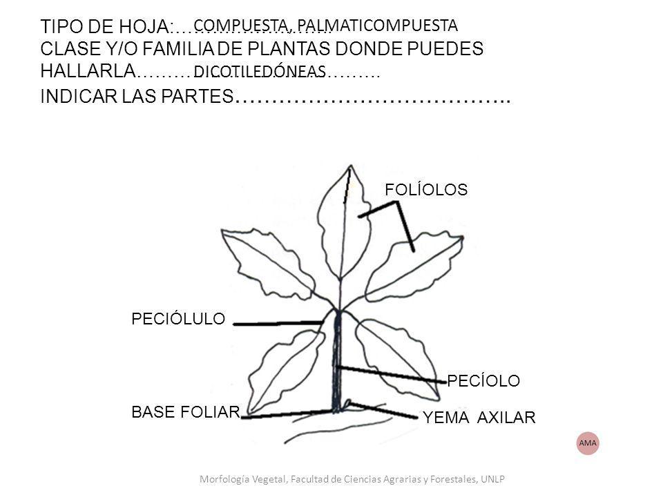 Morfología Vegetal, Facultad de Ciencias Agrarias y Forestales, UNLP