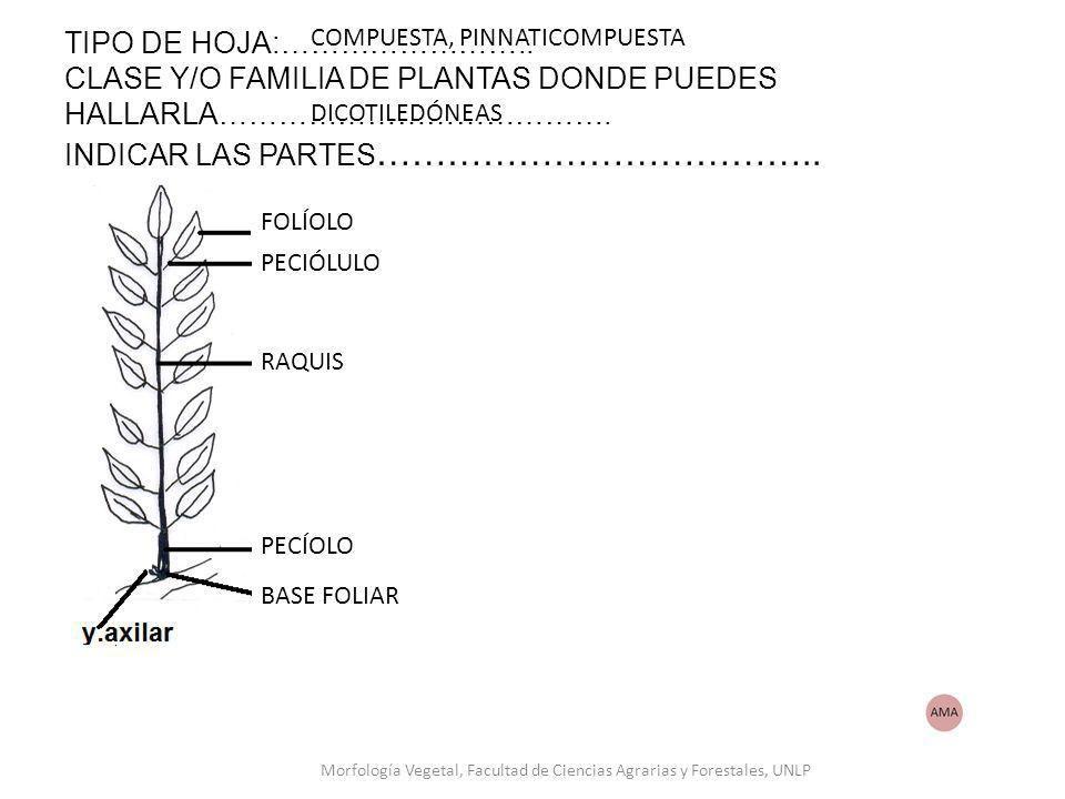 Morfología Vegetal, Facultad de Ciencias Agrarias y Forestales, UNLP