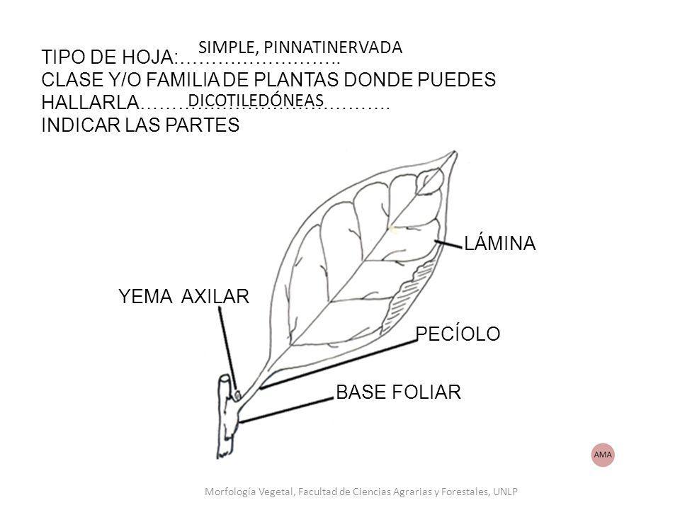 Morfología Vegetal, Facultad de Ciencias Agrarias y Forestales, UNLP