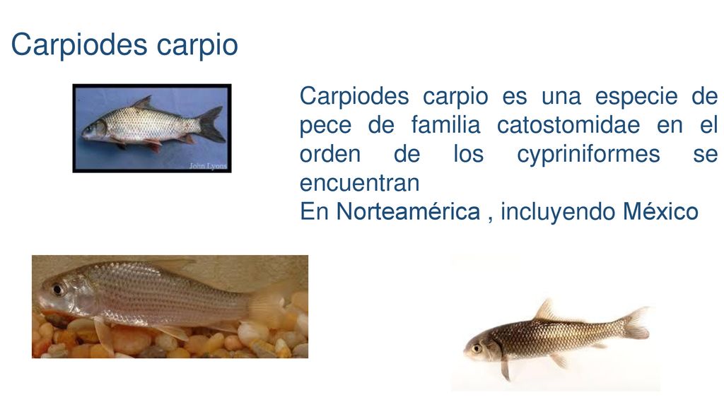 Carpiodes carpio Carpiodes carpio es una especie de pece de familia catostomidae en el orden de los cypriniformes se encuentran.