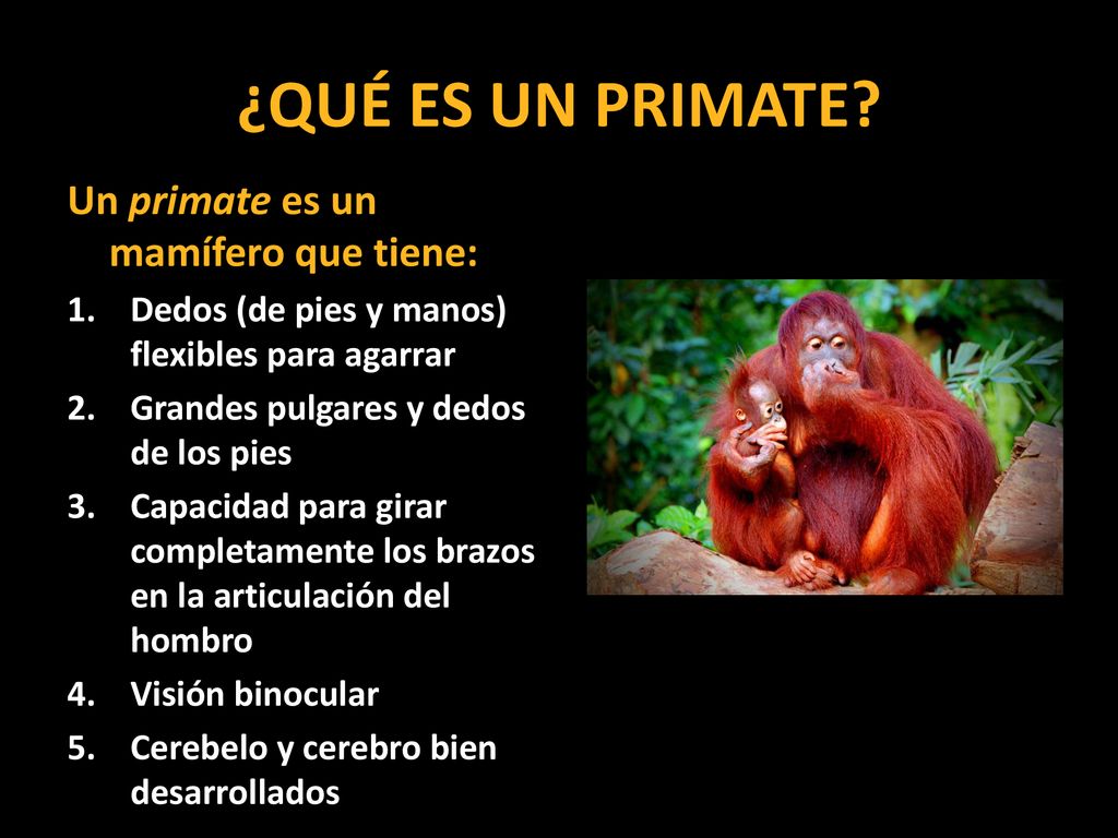 ¿QUÉ ES UN PRIMATE Un primate es un mamífero que tiene: