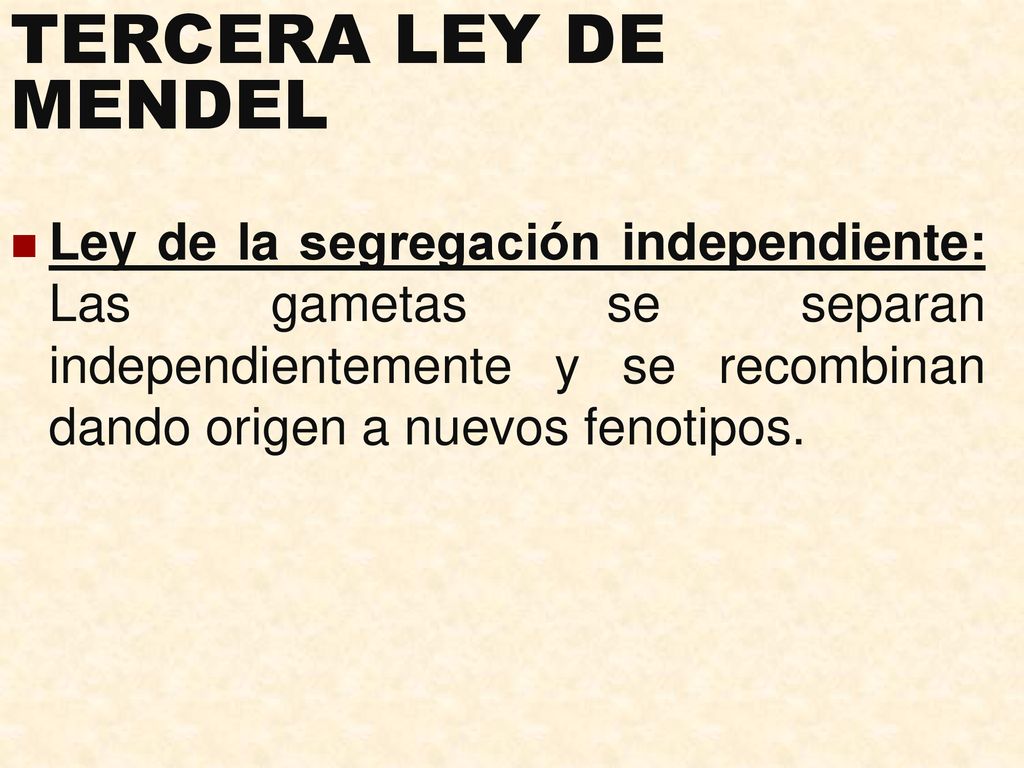 TERCERA LEY DE MENDEL Ley de la segregación independiente: Las gametas se separan independientemente y se recombinan dando origen a nuevos fenotipos.