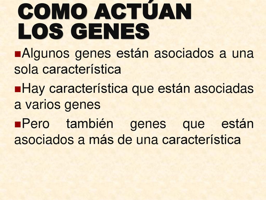 COMO ACTÚAN LOS GENES Algunos genes están asociados a una sola característica. Hay característica que están asociadas a varios genes.