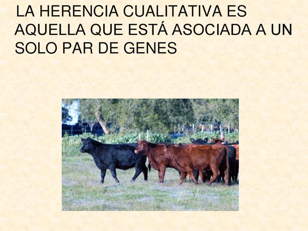 LA HERENCIA CUALITATIVA ES AQUELLA QUE ESTÁ ASOCIADA A UN SOLO PAR DE GENES