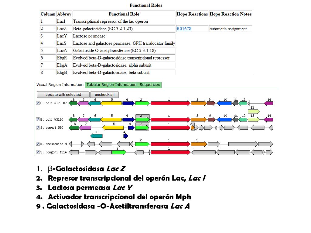 β-Galactosidasa Lac Z Represor transcripcional del operón Lac, Lac I. Lactosa permeasa Lac Y. Activador transcripcional del operón Mph.