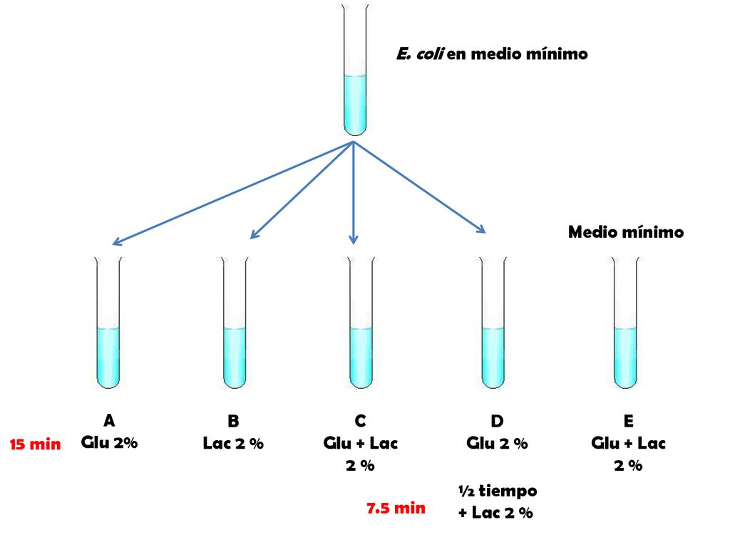 E. coli en medio mínimo Medio mínimo. A. Glu 2% B. Lac 2 % C. Glu + Lac. 2 % D. Glu 2 % E.