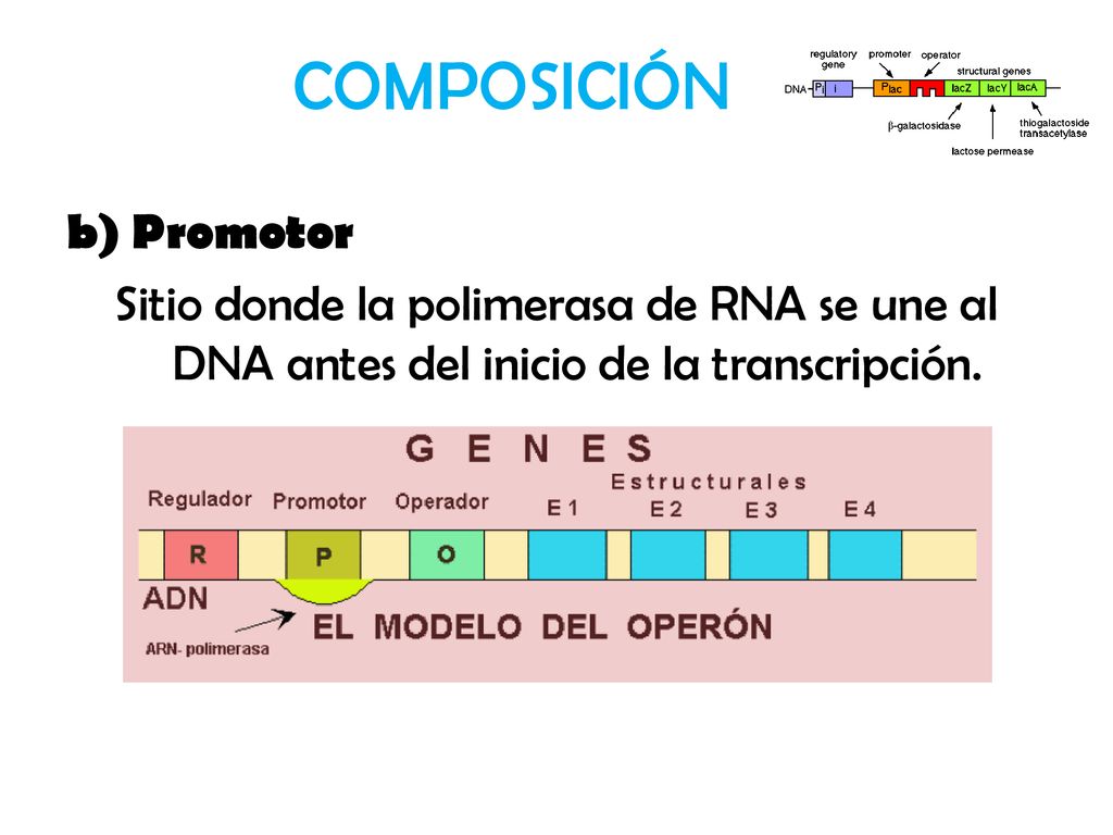 COMPOSICIÓN b) Promotor Sitio donde la polimerasa de RNA se une al DNA antes del inicio de la transcripción.