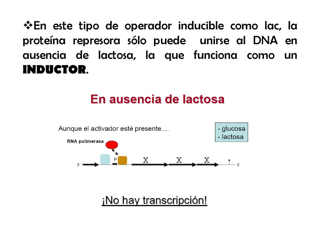 En este tipo de operador inducible como lac, la proteína represora sólo puede unirse al DNA en ausencia de lactosa, la que funciona como un INDUCTOR.
