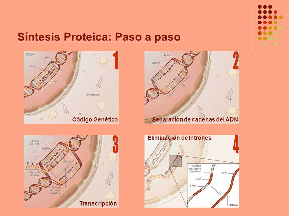 Síntesis Proteica: Paso a paso