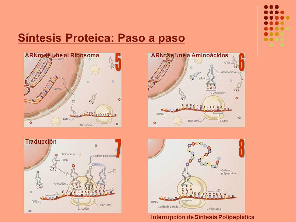 Síntesis Proteica: Paso a paso