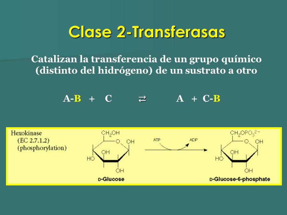 Clase 2-Transferasas Catalizan la transferencia de un grupo químico (distinto del hidrógeno) de un sustrato a otro.