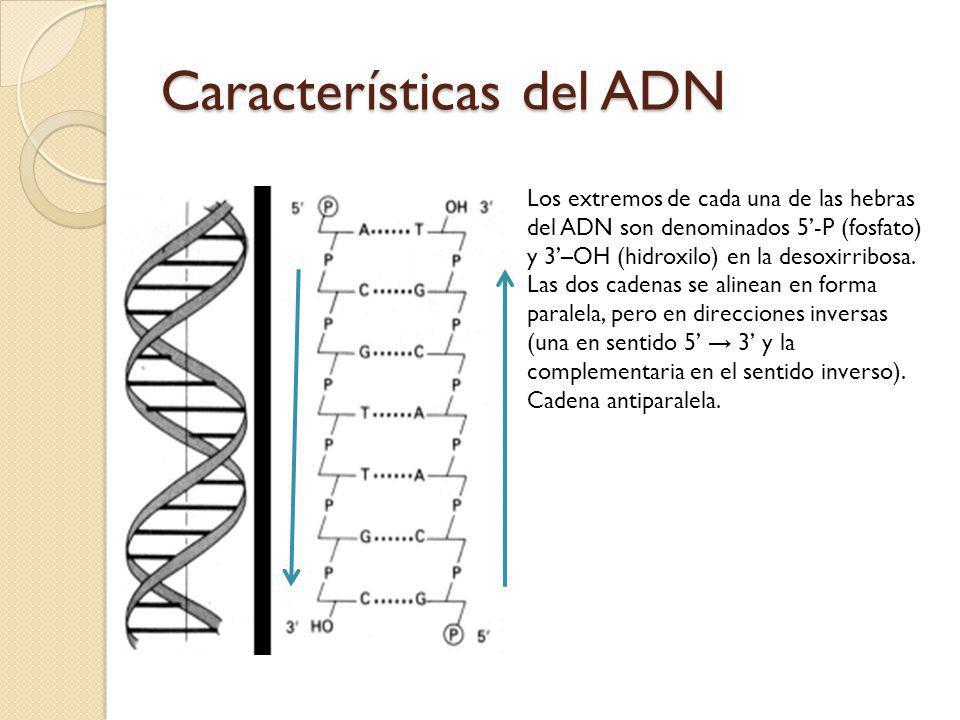 Características del ADN