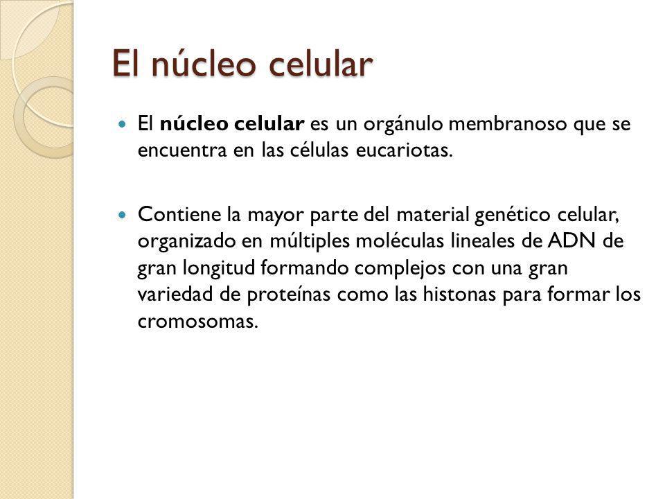 El núcleo celular El núcleo celular es un orgánulo membranoso que se encuentra en las células eucariotas.