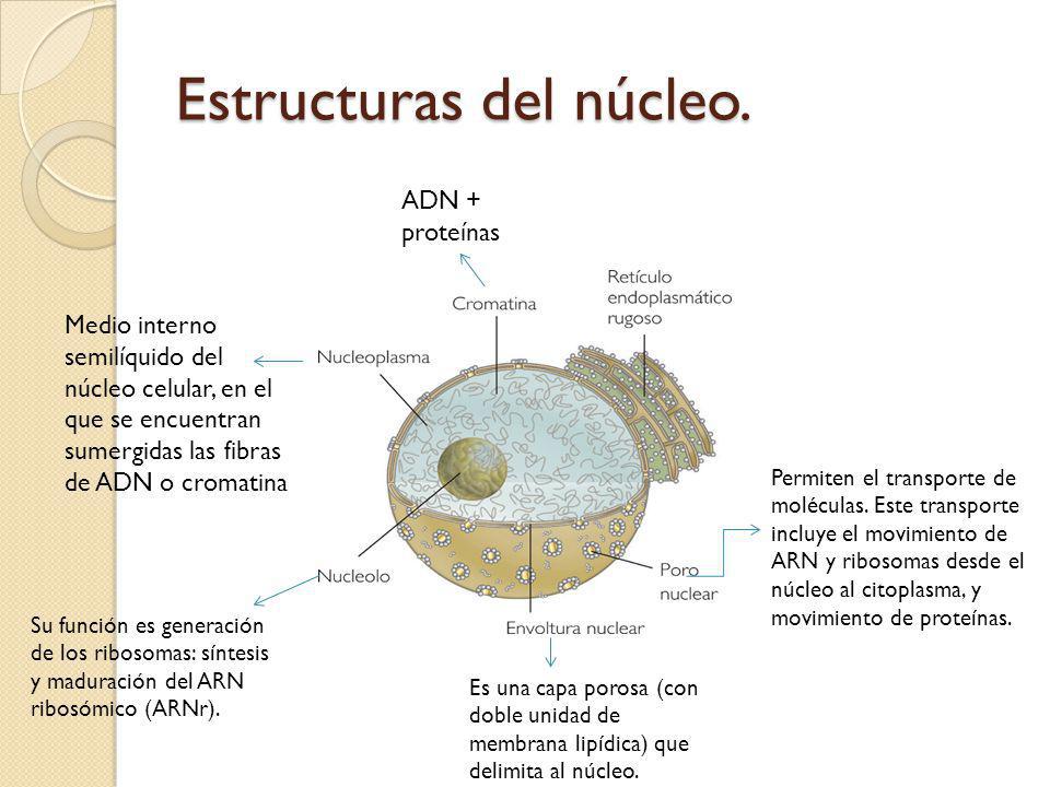 Estructuras del núcleo.