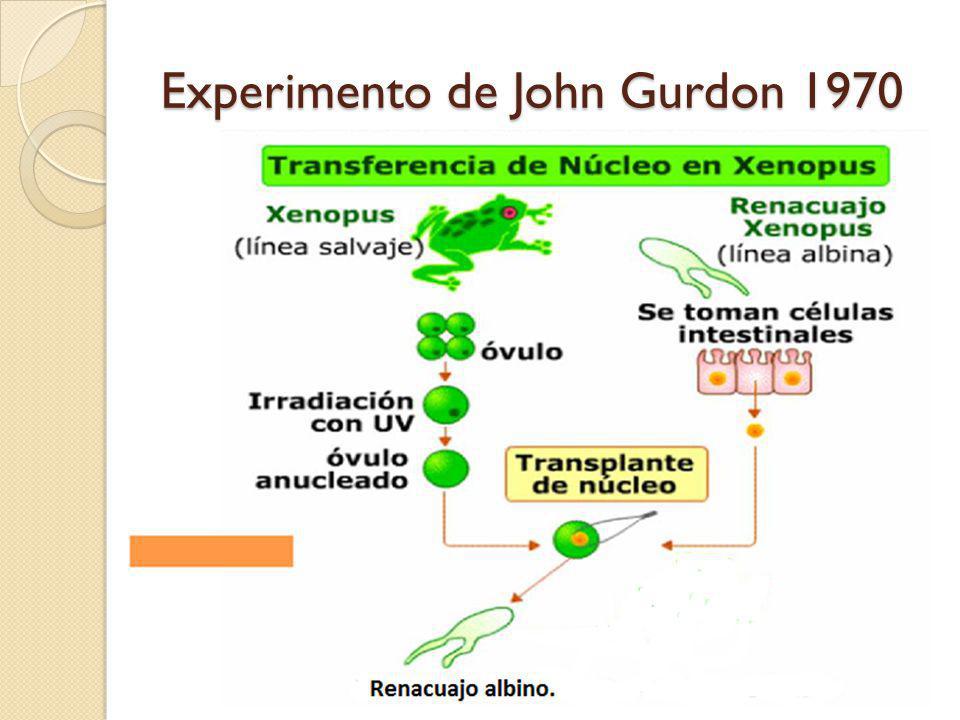Experimento de John Gurdon 1970