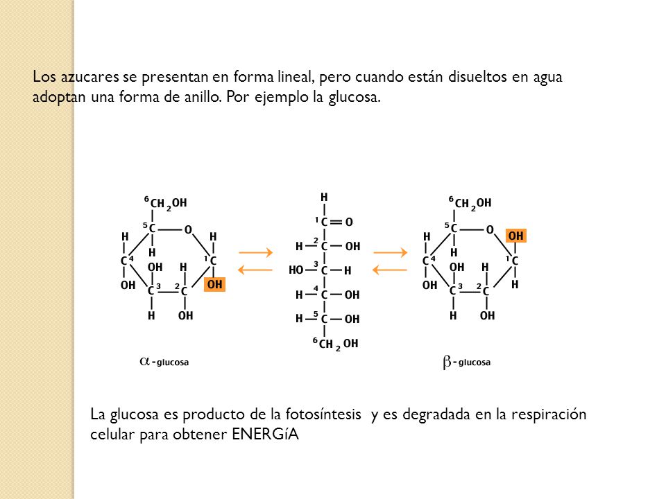 Los azucares se presentan en forma lineal, pero cuando están disueltos en agua adoptan una forma de anillo. Por ejemplo la glucosa.