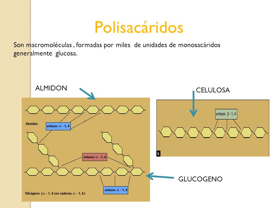 Polisacáridos Son macromoléculas , formadas por miles de unidades de monosacáridos generalmente glucosa.